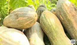 灵溪县最新吃瓜爆料,揭秘最新爆料背后的真相