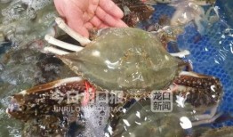 近日海鲜大爆料最新消息,揭秘近期海鲜市场惊人内幕