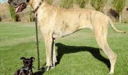 大狗最新爆料新闻网,揭秘新闻网背后惊人内幕