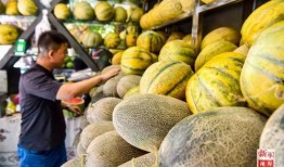 新疆新瓜最新爆料,揭秘神秘瓜果背后的故事