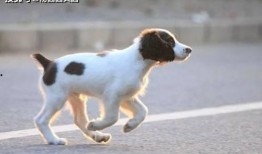 狗砸升级枪最新爆料,全新爆料揭示神秘武器进化之谜