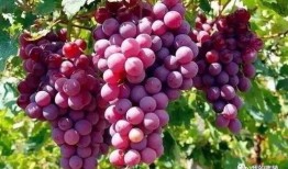 葡萄事件爆料最新消息,真相逐步浮出水面