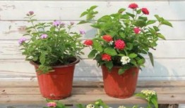 佛系明珠最新爆料视频,最新爆料视频深度解析